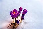 Crocus flower peeking up through the snow, limited depth of field. Light painting technique. Spring. Southcentral Alaska.