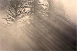 Morgen Strahlen Leuchten durch den Nebel und Fichte und Hemlock Bäume Tongass National Forest südöstlichen Alaska Herbst