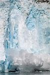 Veaux de Holgate Glacier dans le Parc National de Fjords Kenai en Alaska