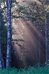 Forest, Shampers Bluffs, New Brunswick, Canada