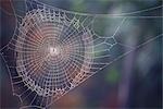 Spiderweb