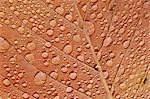 Water Drops on Leaf