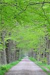 Tree Lined Path, Netherlands
