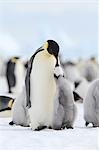 Manchots empereurs, Snow Hill Island, la mer de Weddell, Antarctique