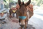 Donkeys Carrying Bricks, Rishikesh, Uttarakhand, India