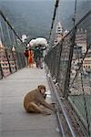 Monkey Sitting on Lakshman Jhula Bridge, Rishikesh, Uttarakhand, India