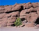 Rock formations,green moss,Bolivia,Altiplano