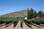 Weinberg, Maipo Valley, Chile