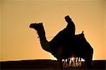 Man on camel at dusk near the Pyramids,Giza,Cairo,Egypt