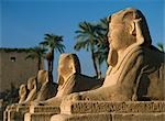 Sphinx à l'aube dans l'allée des sphinx, Temple de Luxor, Luxor, Égypte