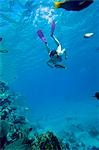 Femme plongée dans la mer rouge, l'île de Giftun, Hurghada, Égypte