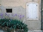 Iris de plus en plus à l'extérieur de la maison dans le village de Provence, France.