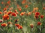 Red poppis in a field at dusk,Provence,France.