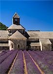 Abbaye de Senaque with lavendar,Vaucluse,Avignon,France