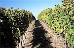 Vine Yards,Rheingau Valley,Germany