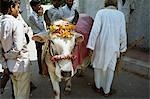 Sacred cow in street,New Delhi,India