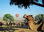 Le chameau annuel mela, Oasis de Pushkar, Rajasthan, Inde