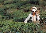 Lady picking tea,Darjeeling,West Bengal,India.