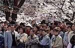 Cherry blossom festival,Tokyo,Japan