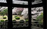 Cherry blossom,Shinjuku Gyoen National Garden,Tokyo,Japan