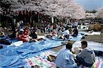 Kirschblüte Parteien, Tokio, Japan