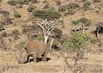 Rhino sur Lewa Downs, nord du Kenya, Kenya, Afrique