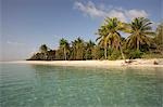 Palm tree lined beach,Dhuni Kolhu Island,Maldives