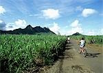 Île de champs de l'intérieur de la canne à sucre, Ile Maurice