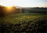 Domaine de thé de Lujeri à l'aube, sous Mont Mulanje, Malawi