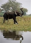 Male elephant by river,Shire River in Liownde National Park,Malawi