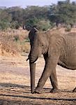 Elephant,Vwaza Marsh Wildlife Reserve,Malawi