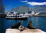 Three seals resting on jetty as small boat goes around the Albert Basin,V&A Waterfront,with Table Mountain behind,Cape Town,South Africa.