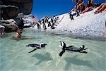 Manchots nageant autour de péninsule de touristes, Boulders Beach, Cape, Afrique du Sud