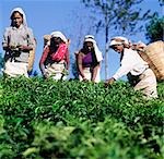 2 Tea Pickers picking,Bandarawela,Sri Lanka