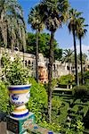 Palm trees in gardens of Alcazar,Seville,Andalucia,Spain