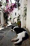Cat resting on step,Cadaques,Girona,Catalonia,Spain