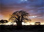 Baobab tree at dusk in Tarangire National Park,Tanzania.