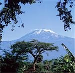 Mont Kilimanjaro, Moshi, Tanzanie