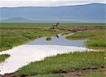 Zebra, cratère du Ngorongoro, Tanzanie.