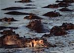 Hippopotames se vautrer dans la piscine à la tombée de la nuit, réserve de gibier de Selous, Tanzanie