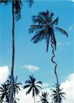 Palmier aurait été frappé par la foudre. Zanzibar, Tanzanie.