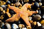 Étoile de mer sur les cailloux, gros plan, Weybourne, Norfolk, Royaume-Uni