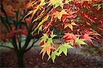 Japanese Maple tree,Tetbury,Cotswolds,Gloucestershire,England