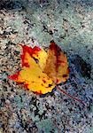 Detail of orange and red leaf,New England,USA