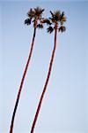 Looking Up at Twin Palm Trees at Sunset