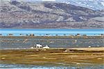 Rentier, Stabbursnes Naturschutzgebiet, Lappland, Norwegen