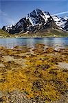 Szenische Ansicht, Austnesfjorden, Lofoten, Norwegen