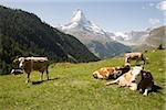 Cows resting on a hillside