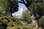 Matterhorn à travers les arbres
