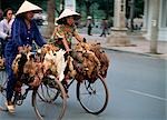 Two wemen bringing their chicken to the market, Vietnam